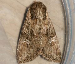 Apamea unanimis 01 by CBG Photography Group, Centre for Biodiversity Genomics. Used under a CC0 license.