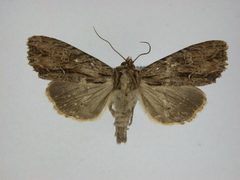 Apamea vulgaris1 by J.Gill, Canadian National Collection of Insects, Arachnids and Nematodes. Used under a CC BY-SA 3.0 license.