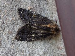 Melanchra persicariae 01 by AfroBrazilian. Used under a CC BY-SA 3.0 license.