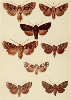 Moths of the British Isles Plate123 by Richard South. Used under a Public domain license.