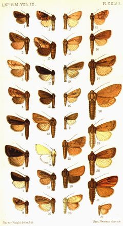 CATALOGUE-BM-PLATE CXLIII by Sir GEORGE F. HAMPSON, Bart.. Used under a Public domain license.
