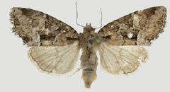 Cherokeea attakullakulla female by Quinter EL, Sullivan JB. Used under a CC BY 3.0 license.