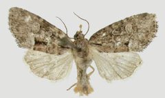 Cherokeea attakullakulla male by Quinter EL, Sullivan JB. Used under a CC BY 3.0 license.