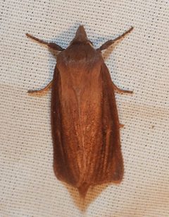 Globia laeta - inat 47705856 by {{{name}}}. Used under a CC BY 4.0 license.
