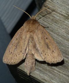 Globia oblonga - inat 34114249 by {{{name}}}. Used under a CC BY-SA 4.0 license.