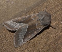 Hydraecia medialis P1110074a by 
xpda. Used under a CC BY-SA 4.0 license.