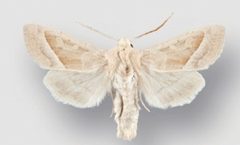 Hydraecia medialis male by Crabo LG, Davis M, Hammond P, Mustelin T, Shepard J. Used under a CC BY 3.0 license.