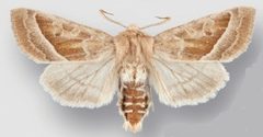 Hydraecia medialis male1 by Crabo LG, Davis M, Hammond P, Mustelin T, Shepard J. Used under a CC BY 3.0 license.