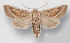 Hydraecia medialis male2 by Crabo LG, Davis M, Hammond P, Mustelin T, Shepard J. Used under a CC BY 3.0 license.