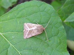 Hydraecia.micacea by wikipedia. Used under a Public domain license.
