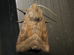 Hydraecia micacea by Jukka Lång. Used under a Copyrighted free use license.