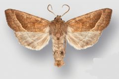 Hydraecia obliqua male by Crabo LG, Davis M, Hammond P, Mustelin T, Shepard J. Used under a CC BY 3.0 license.
