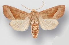 Hydraecia obliqua male1 by Crabo LG, Davis M, Hammond P, Mustelin T, Shepard J. Used under a CC BY 3.0 license.