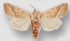Hydraecia obliqua male2 by Crabo LG, Davis M, Hammond P, Mustelin T, Shepard J. Used under a CC BY 3.0 license.