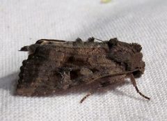 Loscopia velata by Jacy Lucier. Used under a CC BY-SA 4.0 license.