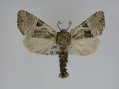 Meropleon titan by J.Gill, Canadian National Collection of Insects, Arachnids and Nematodes. Used under a CC BY-SA 3.0 license.