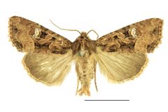 Mesapamea secalis SLU by Vítězslav Maňák (SLU). Used under a CC BY-SA 4.0 license.