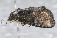 Neoligia invenusta 01 by CBG Photography Group, Centre for Biodiversity Genomics. Used under a CC0 license.