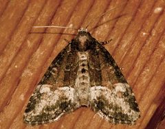 Neoligia subjuncta by CBG Photography Group, Centre for Biodiversity Genomics. Used under a CC0 license.