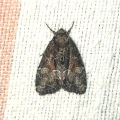 Neoligia subjuncta 45402929 by Dan MacNeal. Used under a CC BY 4.0 license.