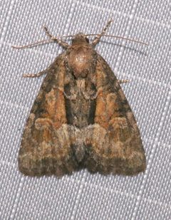 Neoligia subjuncta 53845880 by Laura Gaudette. Used under a CC BY 4.0 license.
