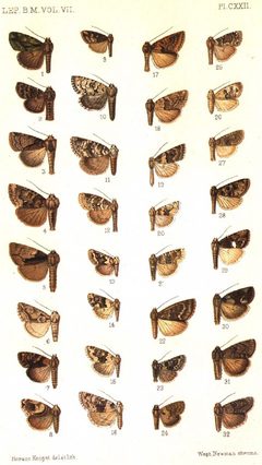CATALOGUE-BM-PLATE CXXII by Sir GEORGE F. HAMPSON, Bart.. Used under a Public domain license.
