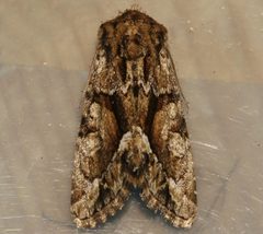 Oligia divesta 02 by CBG Photography Group, Centre for Biodiversity Genomics. Used under a CC0 license.