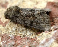 Oligia strigidis01 by wikipedia. Used under a Attribution license.