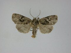 Oligia modica by J.Gill, Canadian National Collection of Insects, Arachnids and Nematodes. Used under a CC BY-SA 3.0 license.