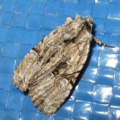 Oligia modica 1 by Jacy Lucier. Used under a CC BY-SA 4.0 license.