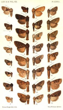 CATALOGUE-BM-PLATE CXVIII by Sir GEORGE F. HAMPSON, Bart.. Used under a Public domain license.