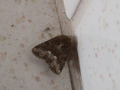 Oligia strigilis CF9A0379 by Christian Pirkl. Used under a CC BY-SA 4.0 license.