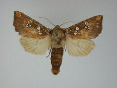 Papaipema baptisiae by J.Gill, Canadian National Collection of Insects, Arachnids and Nematodes. Used under a CC BY-SA 3.0 license.