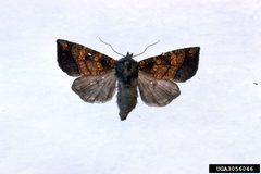 Papaipema cataphracta by James Solomon, USDA Forest Service, United States. Used under a CC BY 3.0 us license.
