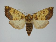Papaipema cerina by J.Gill, Canadian National Collection of Insects, Arachnids and Nematodes. Used under a CC BY-SA 3.0 license.