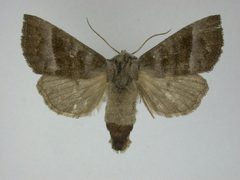 Papaipema eupatorii by J.Gill, Canadian National Collection of Insects, Arachnids and Nematodes. Used under a CC BY-SA 3.0 license.
