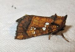 Papaipema furcata by Jacy Lucier. Used under a CC BY-SA 4.0 license.