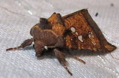 Papaipema furcata 1 by Jacy Lucier. Used under a CC BY-SA 4.0 license.