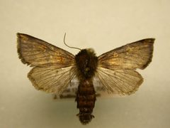 Papaipema impecuniosa by James Sullivan, Research Collection of J. B. Sullivan. Used under a Public domain license.