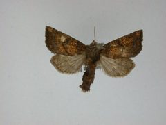 Papaipema impecuniosa1 by J.Gill, Canadian National Collection of Insects, Arachnids and Nematodes. Used under a CC BY-SA 3.0 license.