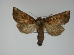 Papaipema impecuniosa2 by J.Gill, Canadian National Collection of Insects, Arachnids and Nematodes. Used under a CC BY-SA 3.0 license.