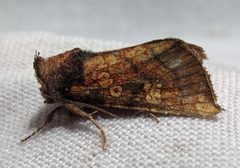 Papaipema impecuniosa 1 by Jacy Lucier. Used under a CC BY-SA 4.0 license.