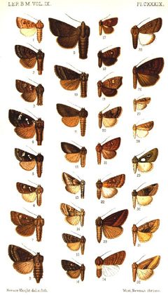 CATALOGUE-BM-PLATE CXXXIX by Sir GEORGE F. HAMPSON, Bart.. Used under a Public domain license.