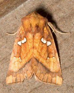 Papaipema lysimachiae by Mike Boone. Used under a CC BY-SA 2.5 license.