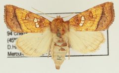 Papaipema lysimachiae 01 by Daniel Handfield. Used under a CC BY 3.0 license.