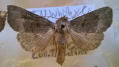 P. nebris by Mothman27. Used under a CC BY-SA 4.0 license.