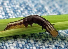 Papaipema nebris larvae by Jacy Lucier. Used under a CC BY-SA 4.0 license.