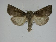 Papaipema necopina by J.Gill, Canadian National Collection of Insects, Arachnids and Nematodes. Used under a CC BY-SA 3.0 license.