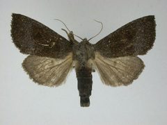 Papaipema necopina1 by J.Gill, Canadian National Collection of Insects, Arachnids and Nematodes. Used under a CC BY-SA 3.0 license.