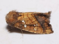 Papaipema pterisii by Allan Harris. Used under a CC0 license.